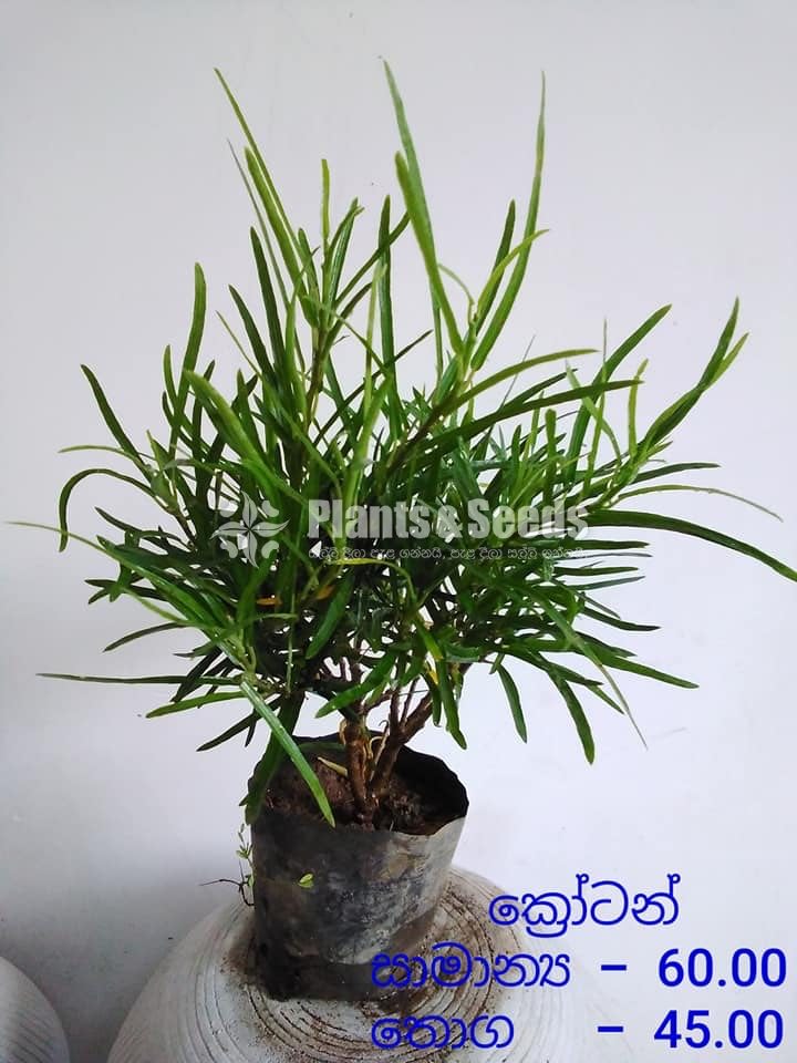 Outdoor Plants