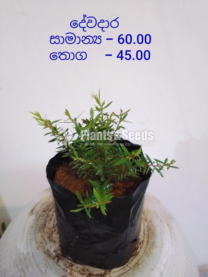 Dewadara