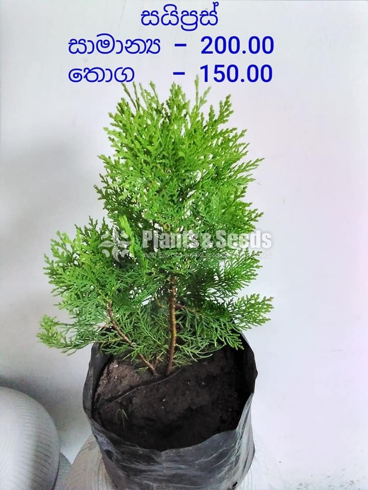 Cypress