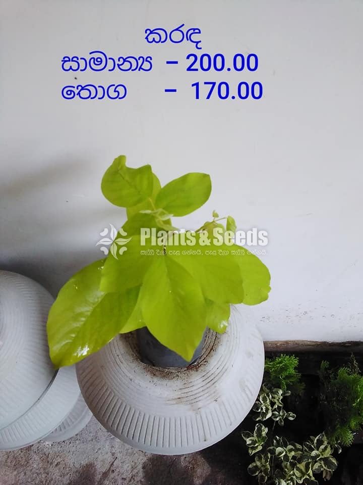 Magul Karada (මගුල් කරද )