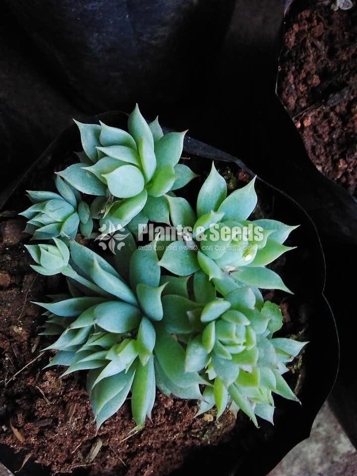 Cactus and Succulent 