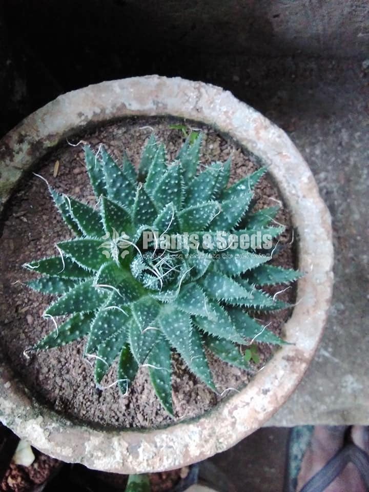 Cactus and Succulent 