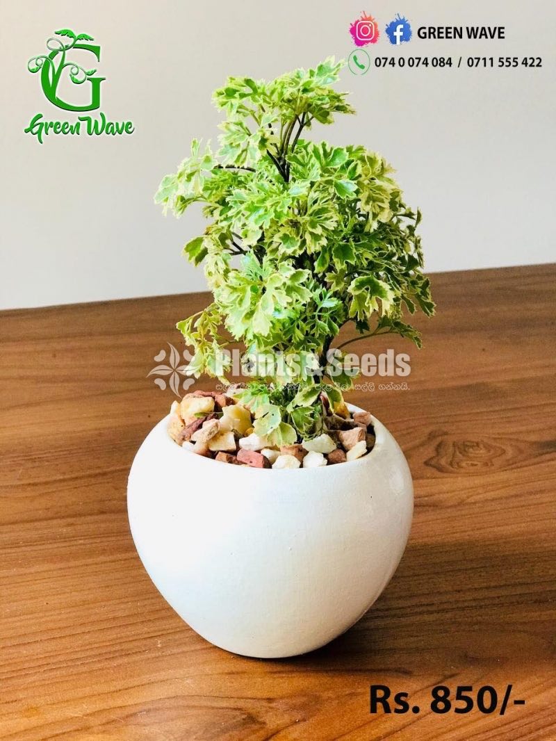 Decorative Pots