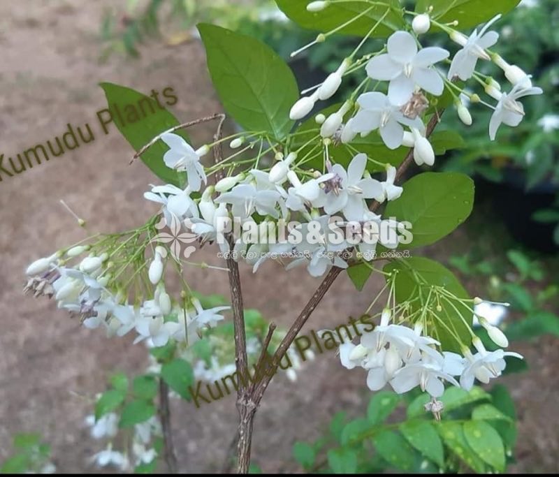 Wrightia flower plant