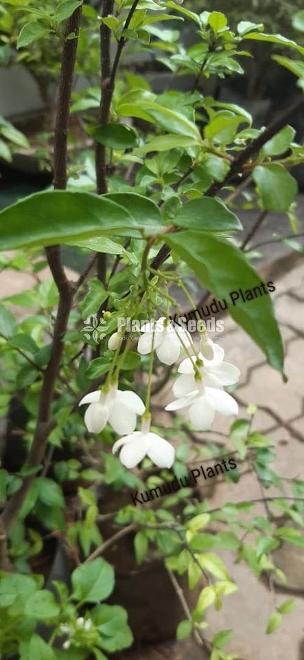 Wrightia flower plant