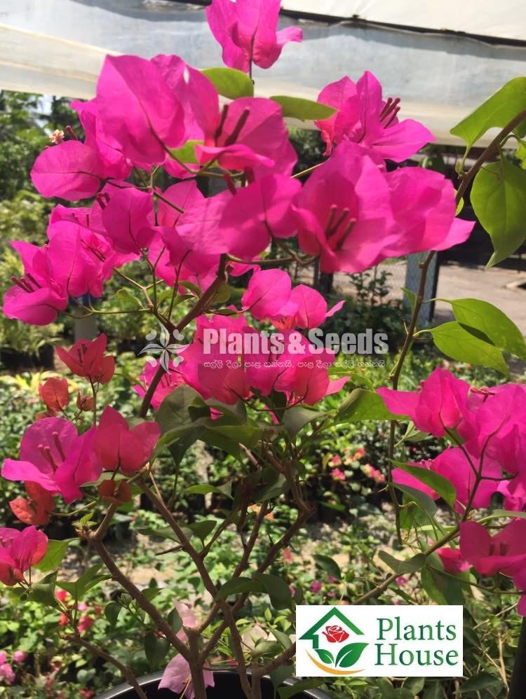 Boganwila(බොගන්විලා)