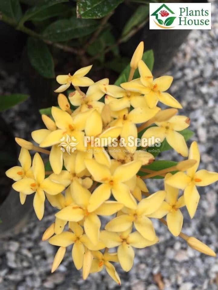 Ixora (එක්සෝරා)