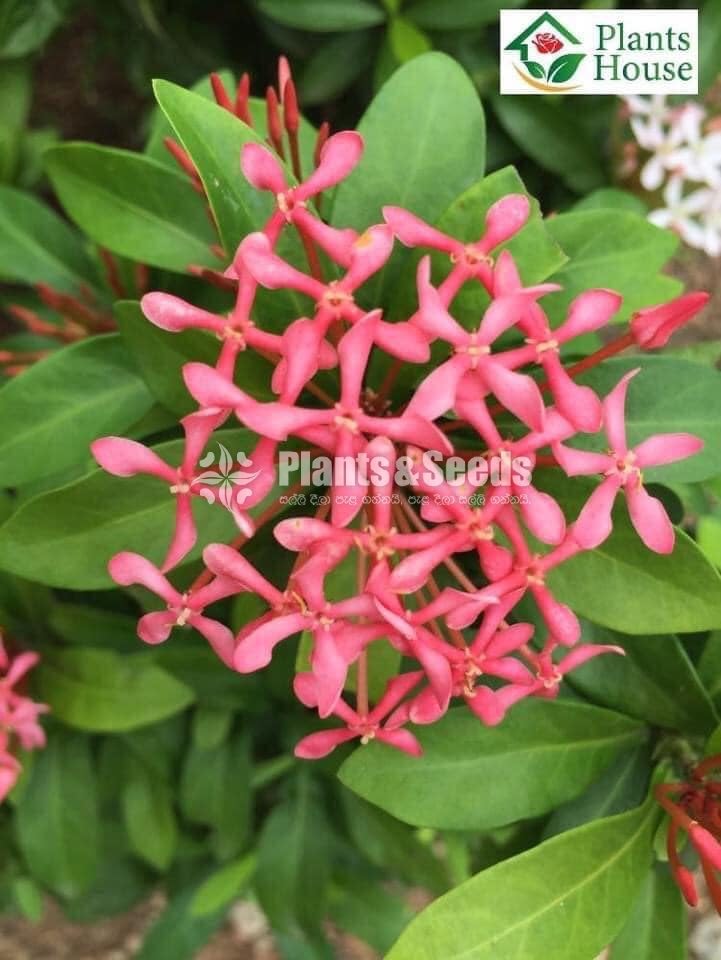 Ixora (එක්සෝරා)