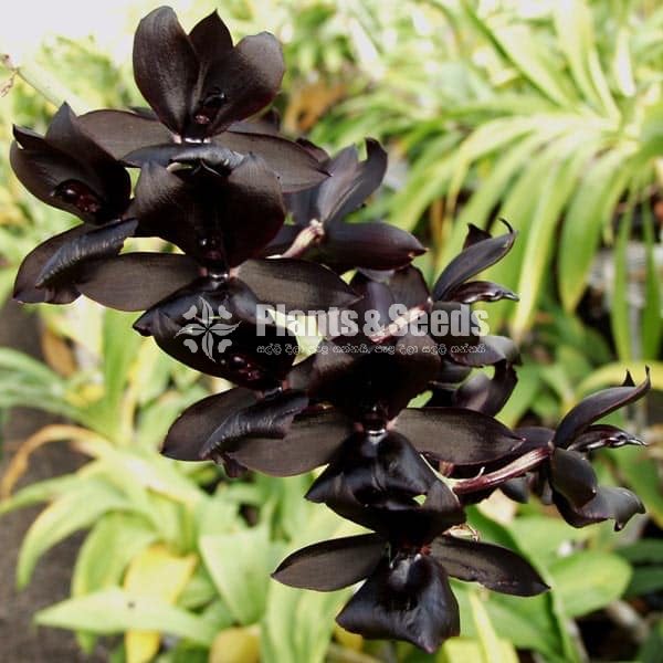 Cycnoches Orchid catasetum ju