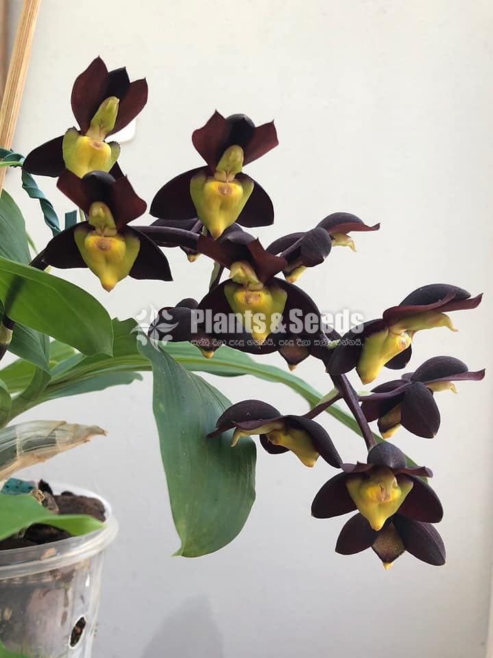 Cycnoches Orchid catasetum ju
