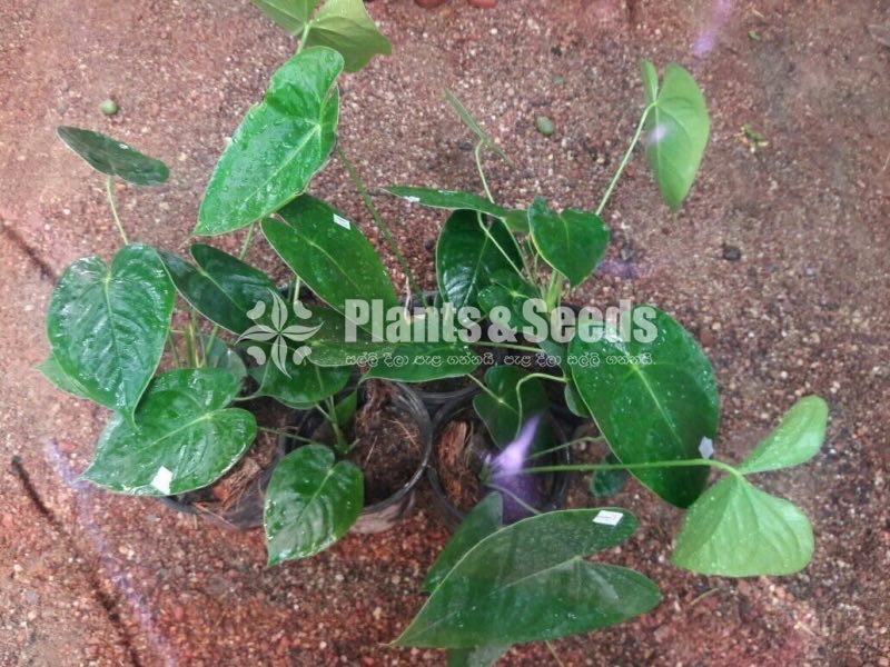 Rosayiro Anthurium