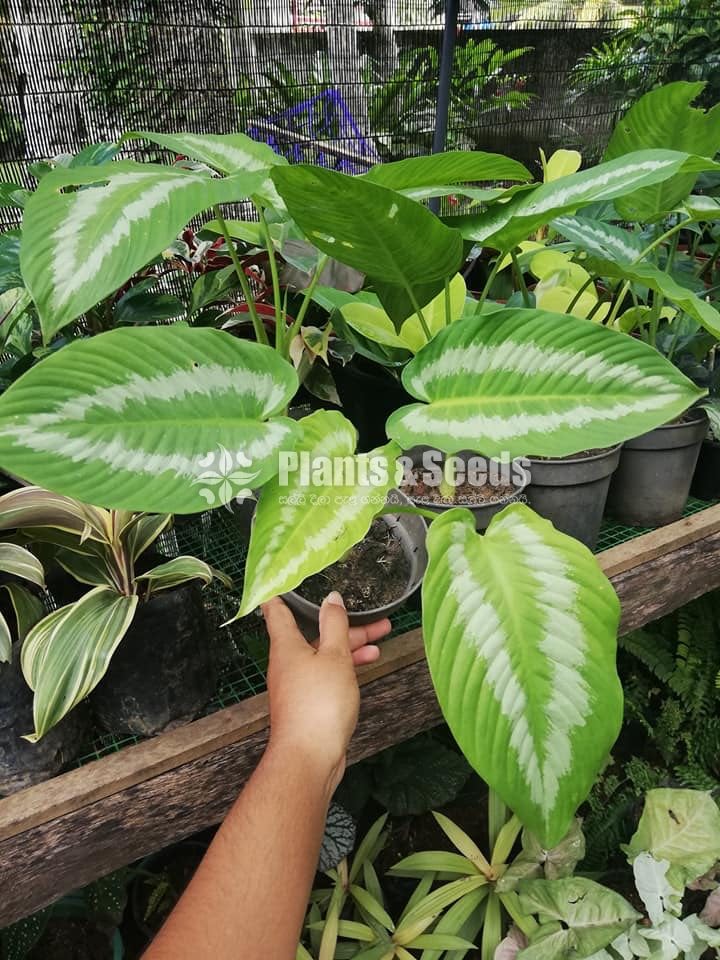 Chinese Evergreen OutDoor Plant