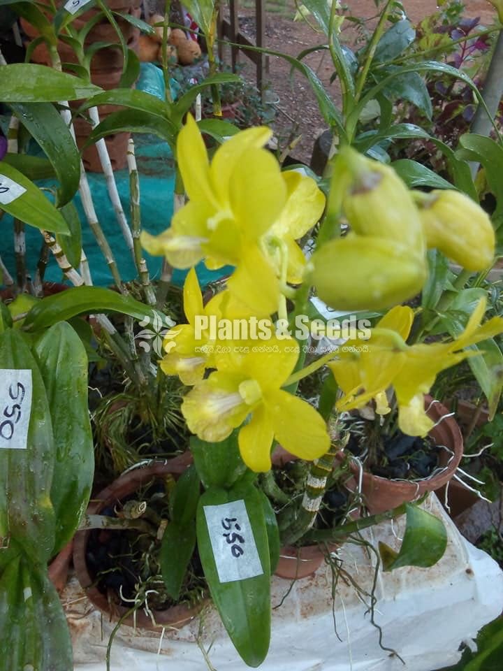 Orchids Collection with Flowers
