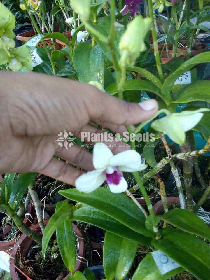 Orchids Collection with Flowers