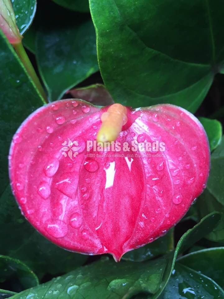 Anthurium Lady J with Flowers