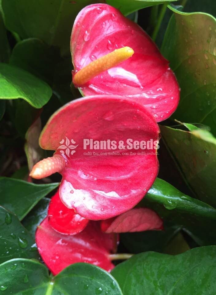 Anthurium Lady J with Flowers
