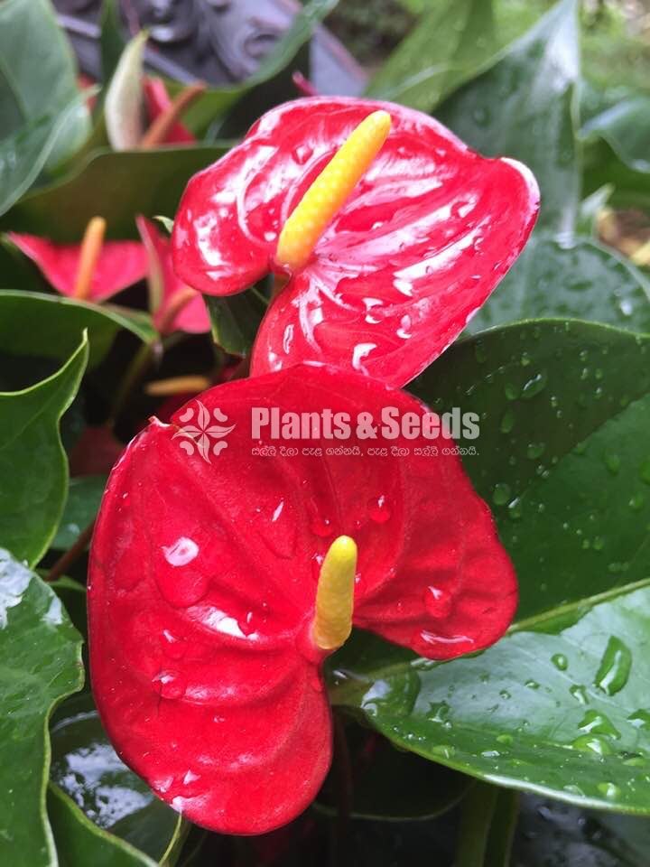 Anthurium Lady J with Flowers