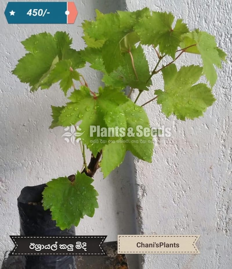 Grapes Plant