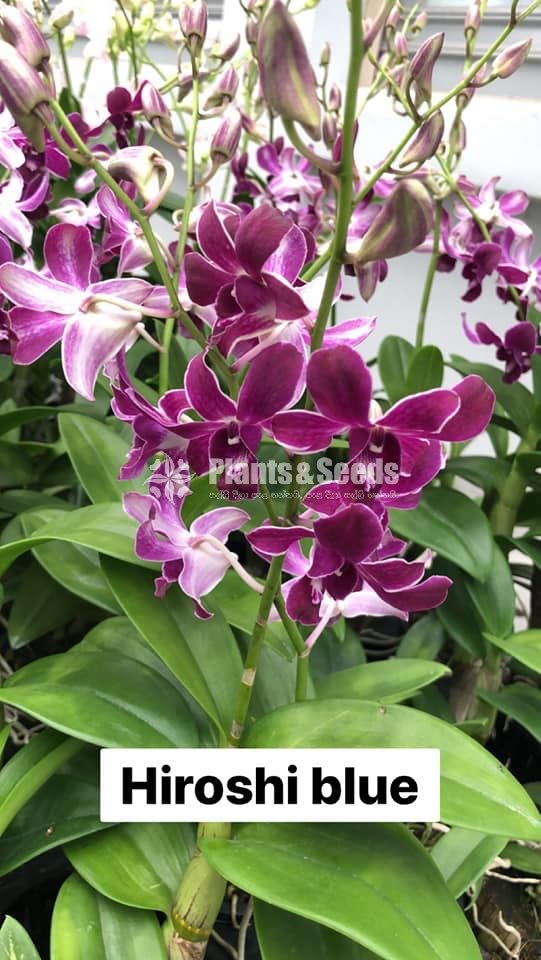 Orchids Collection