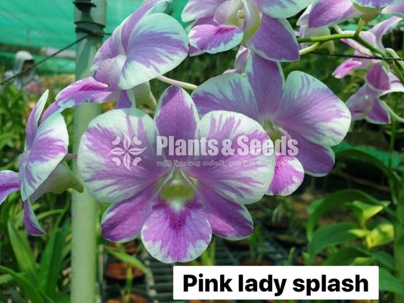 Orchids Collection