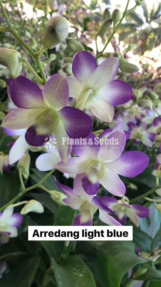 Orchids Collection