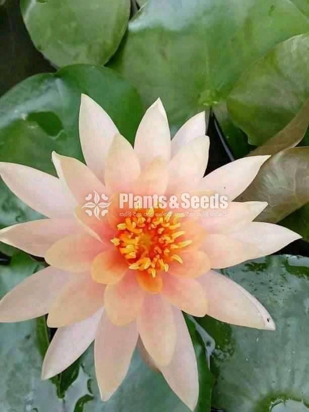 Orange hardy Water plant