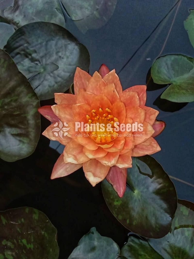 Wanaweesa Water Plant-Orange