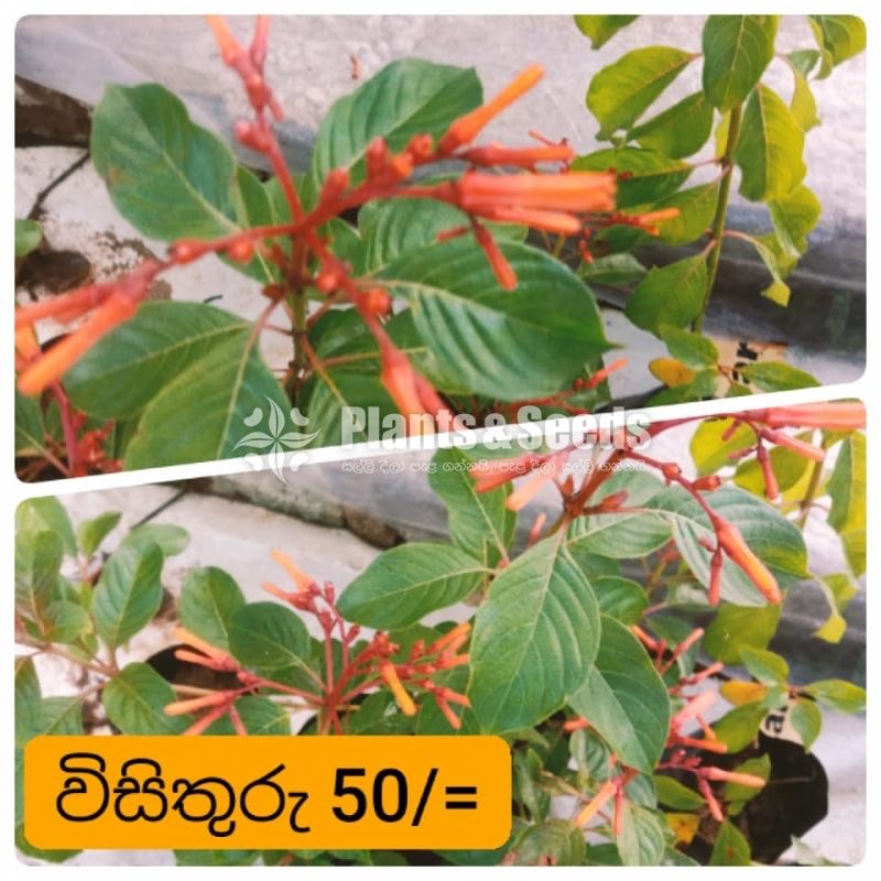 Outdoor Plants