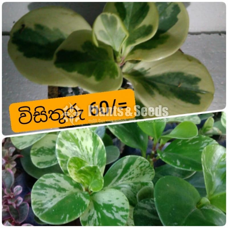 Outdoor Plants