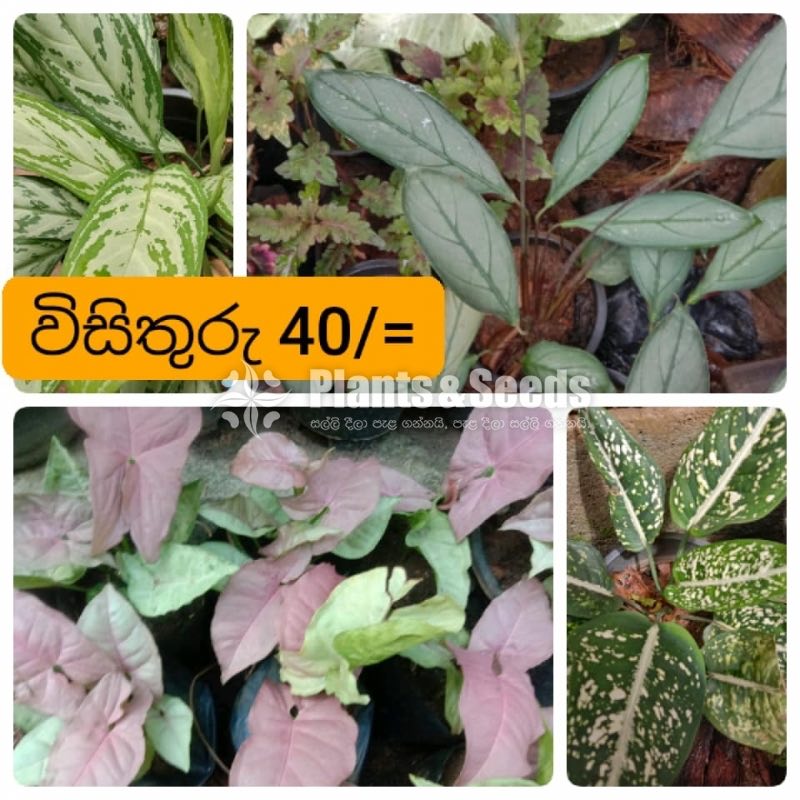Outdoor Plants