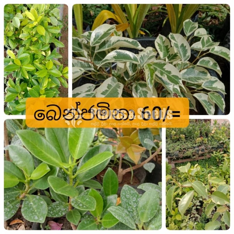 Benjamina (බෙන්ජමිනා)