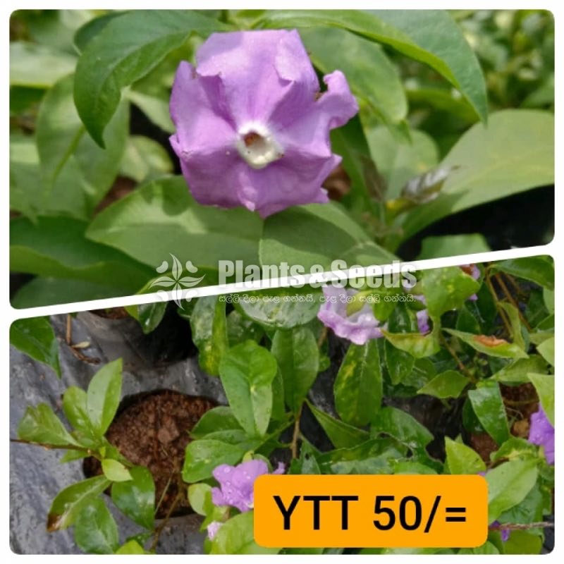 Veriagated YTT