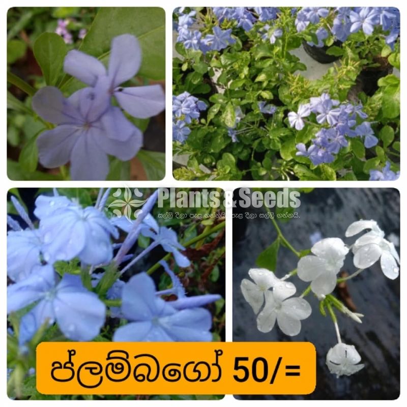 Plumbago