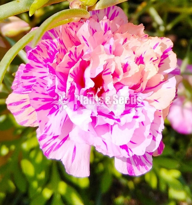 Japan Roses and Dubai Roses