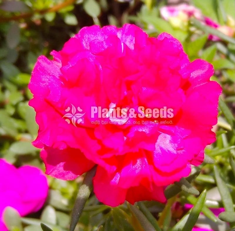 Japan Roses and Dubai Roses