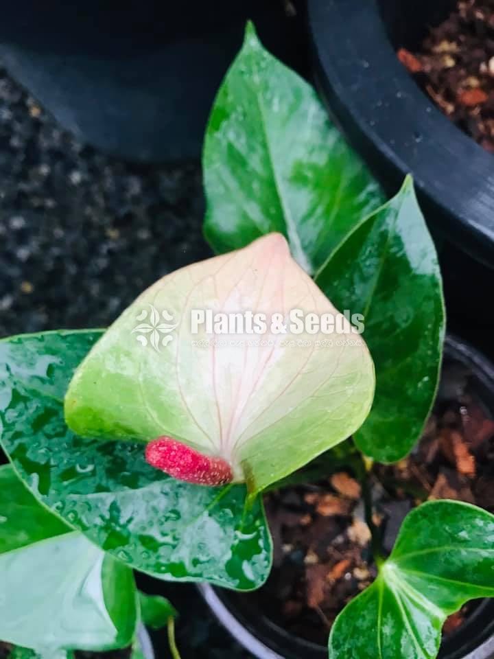 Anthurium Package
