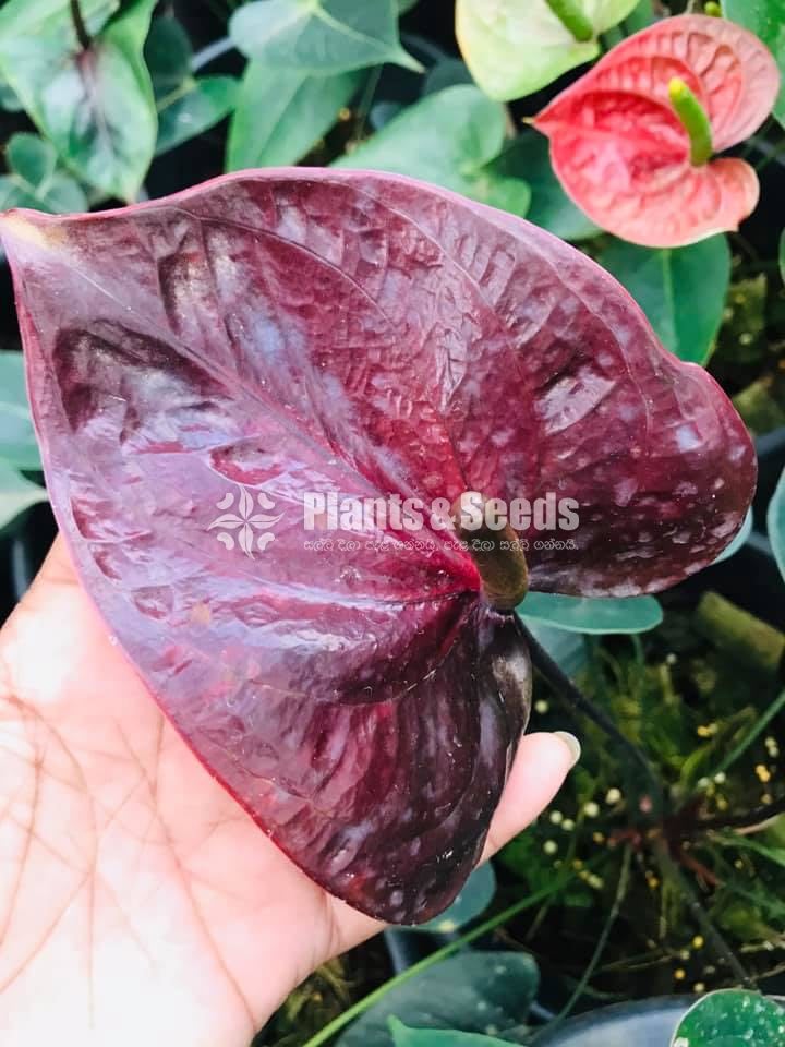 Anthurium Package