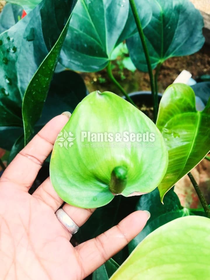 Anthurium Package