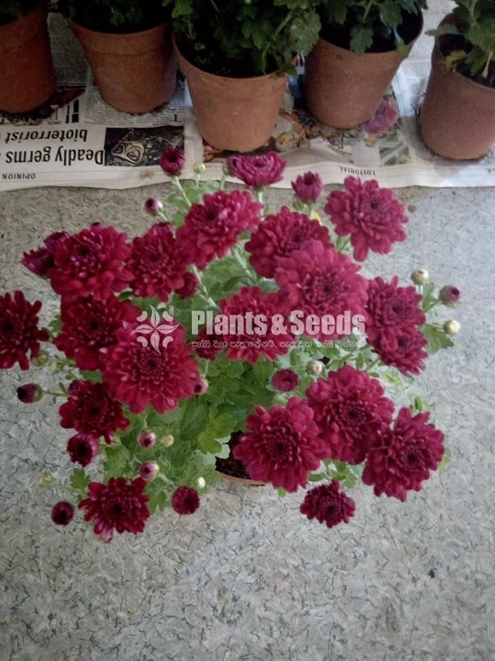 Kapuru(Pot)