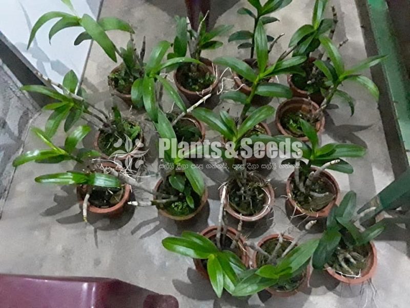 10 Orchids Plants Package