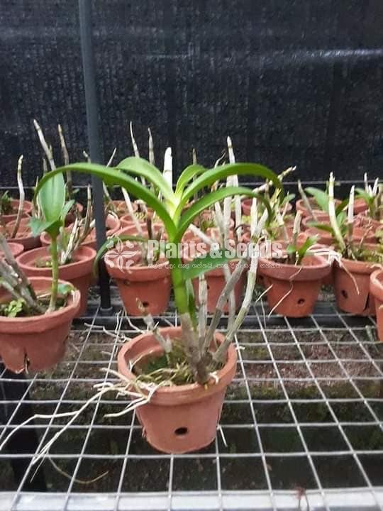 10 Orchids Plants Package