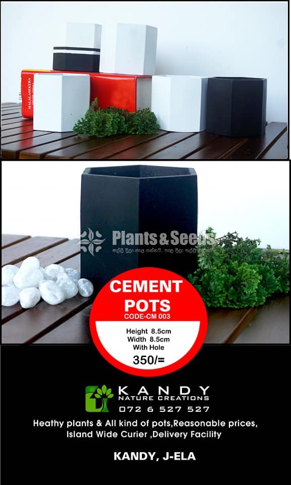 Cement Pots
