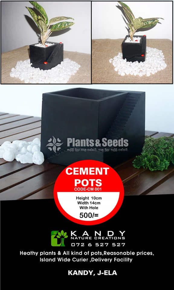 Cement Pots