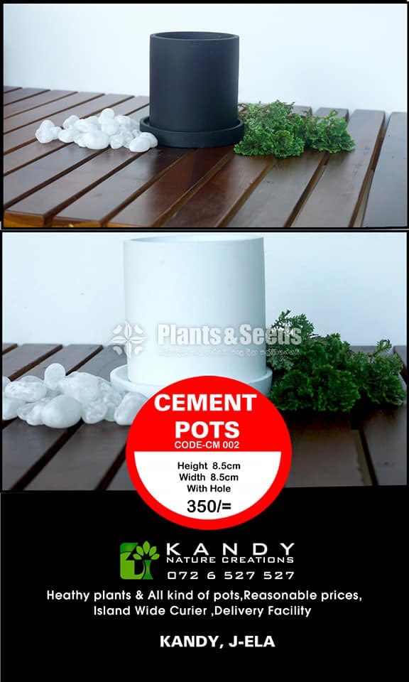 Cement Pots