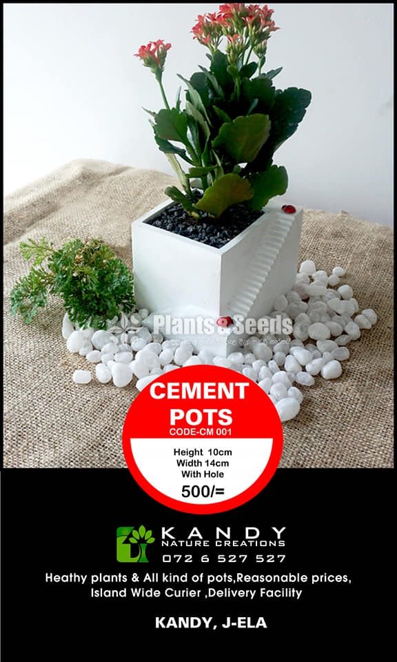 Cement Pots