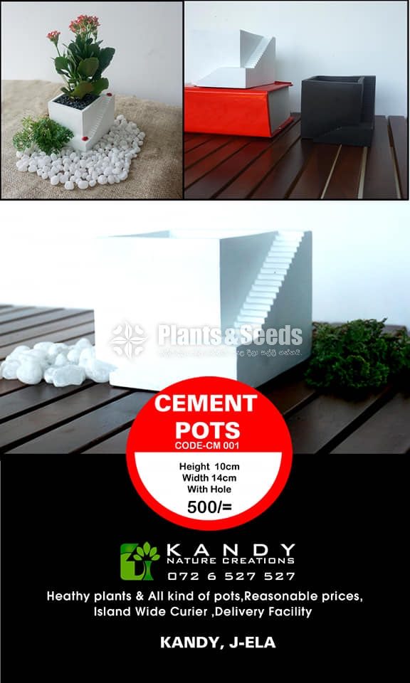 Cement Pots