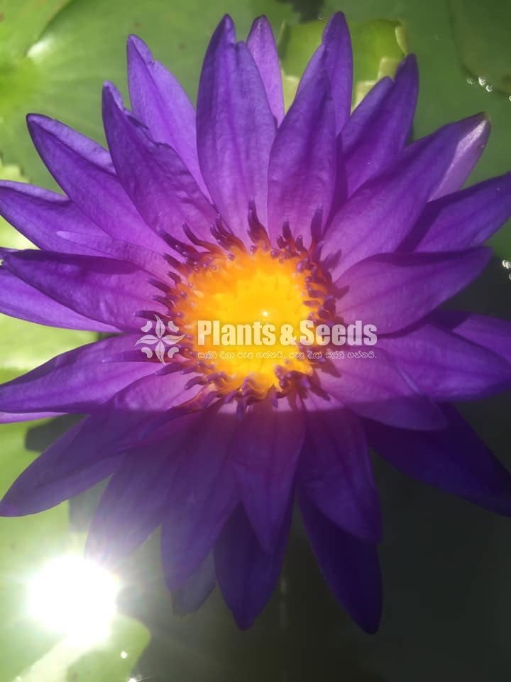 Bulls Eye Seeds Water Plant