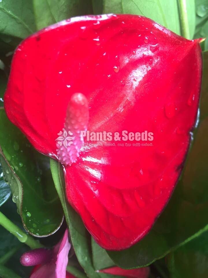 Lady Jane Anthurium (ලේඩි ජේන් )