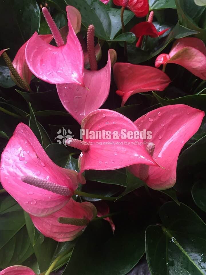 Lady Jane Anthurium (ලේඩි ජේන් )