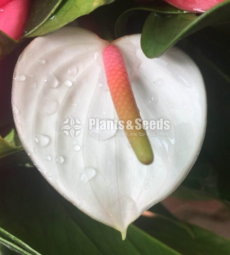 Lady Jane Anthurium (ලේඩි ජේන් )